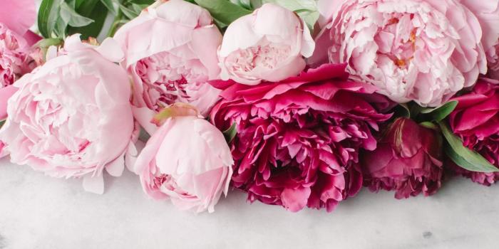 1920x1080 65+ Peony Desktop Wallpapers on WallpaperPlay