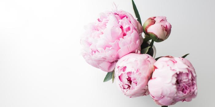 2880x1800 Peony Desktop Wallpapers - Top Free Peony Desktop Backgrounds