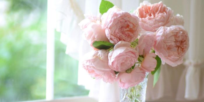 1366x768 38+] Peony Desktop Wallpaper on WallpaperSafari