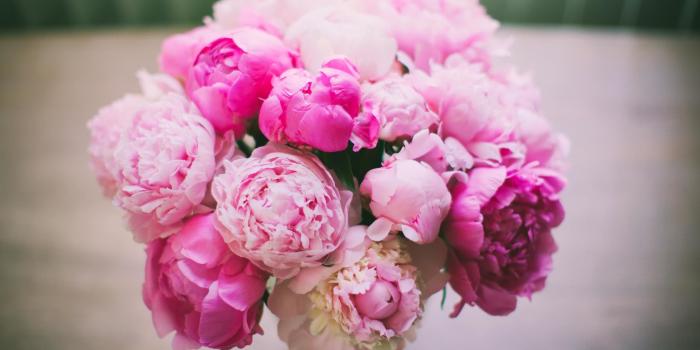 2560x1600 Peony Desktop Wallpaper (66+ images)