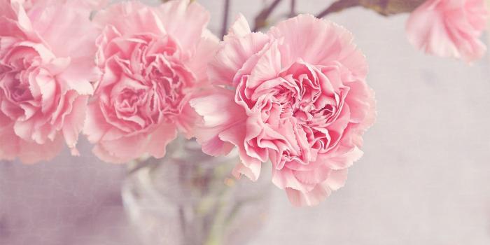 1920x1200 65+ Peony Desktop Wallpapers on WallpaperPlay