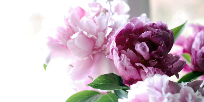 3872x2592 Peony Desktop Wallpapers - Top Free Peony Desktop Backgrounds