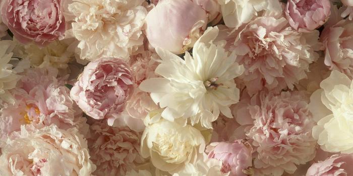 1600x1200 38+] White Peonies Desktop Wallpaper on WallpaperSafari