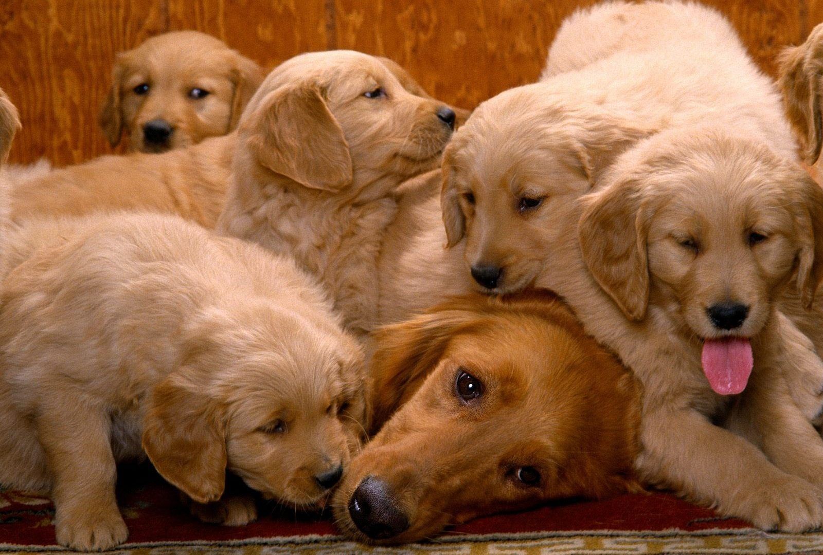 1600x1080 50+ Valentine Day Dog Wallpapers - Download at WallpaperBro