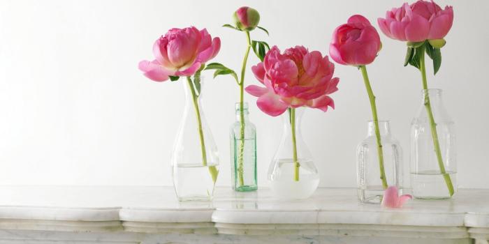 2400x1350 Peonies ❤ 4K HD Desktop Wallpaper for 4K Ultra HD TV • Dual Monitor