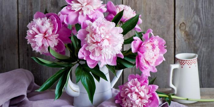 2000x1394 Download Free Peony Wallpaper HD