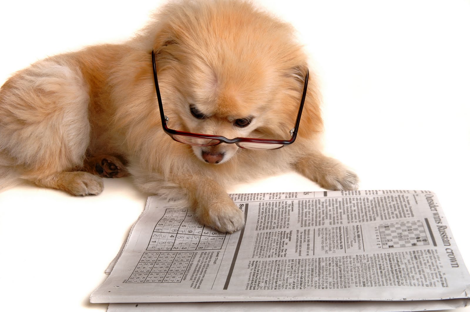 1600x1063 Funny-Dog-Reading-a-Newspaper-Wallpaper-Full-HD - MOVING PAWS