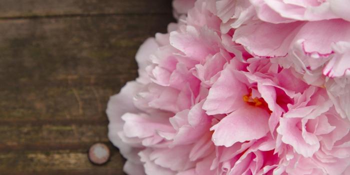 1920x1080 65+ Peony Desktop Wallpapers on WallpaperPlay