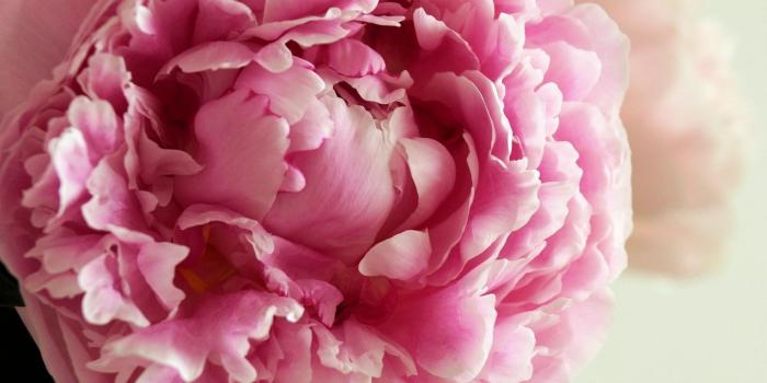 1920x1080 Free Peony Backgrounds Download