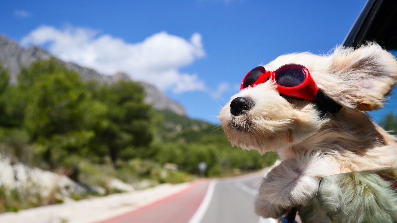 1280x720 Wallpaper dog, face, wind, glasses | animal | Dog wallpaper, Love