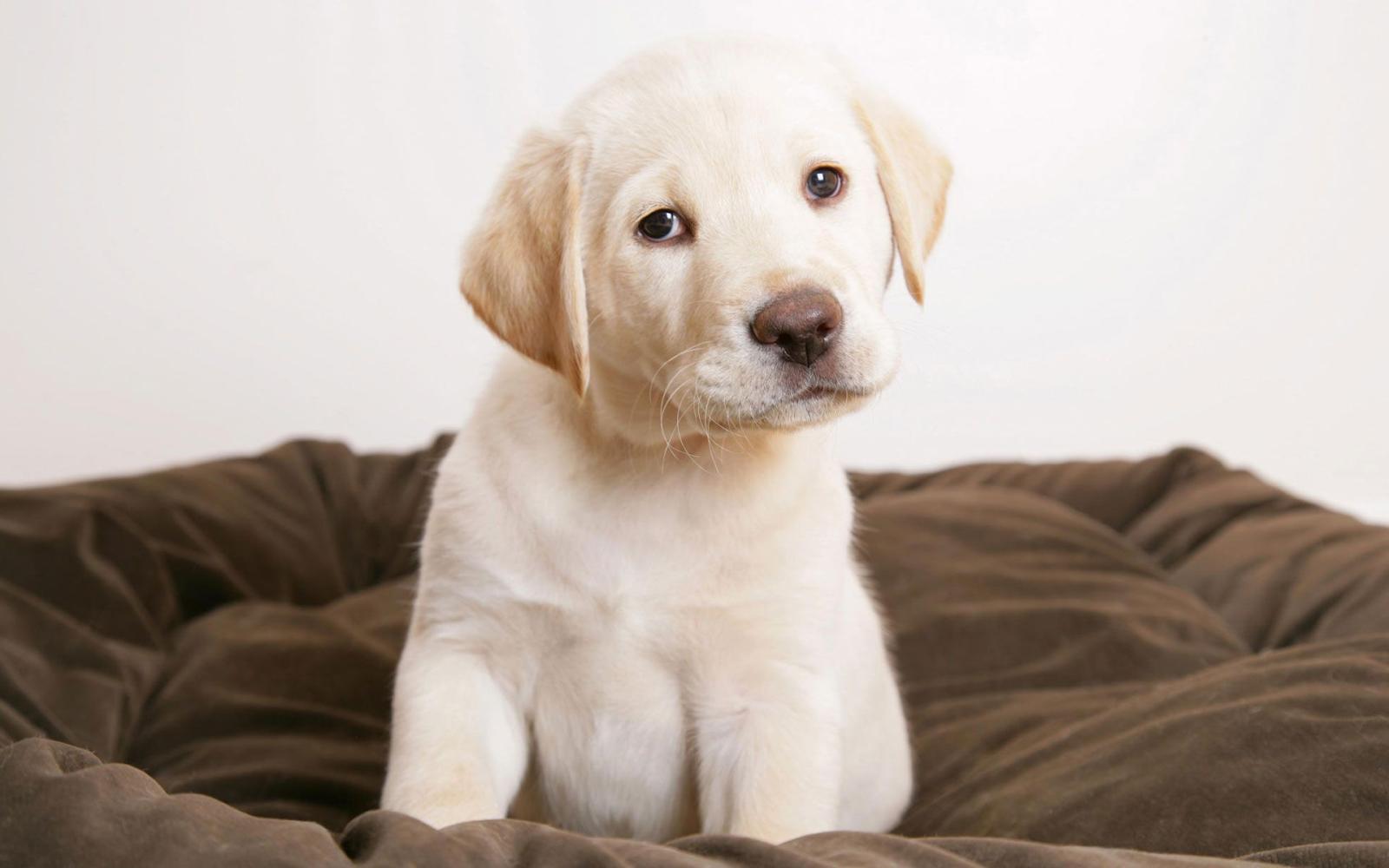 1920x1200 Cute Labrador Retriever Puppy HD Wallpaper | Background Image