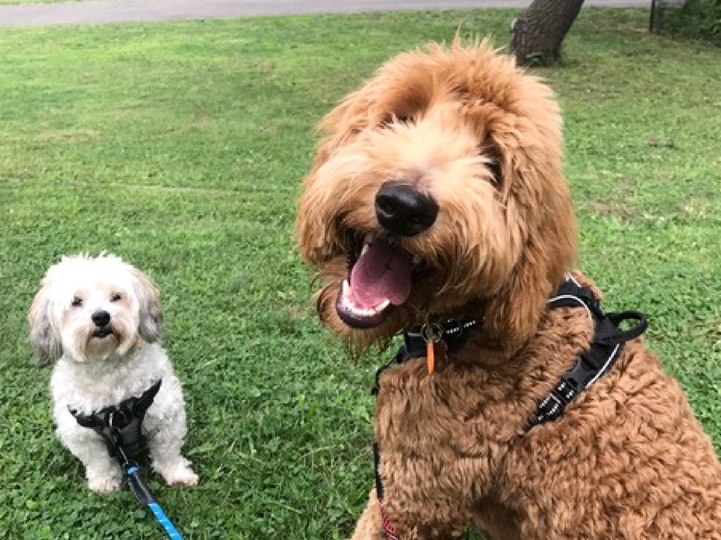 1024x768 Moving Dogs Across the US: Phoebe and Gunther's Story | PetRelocation