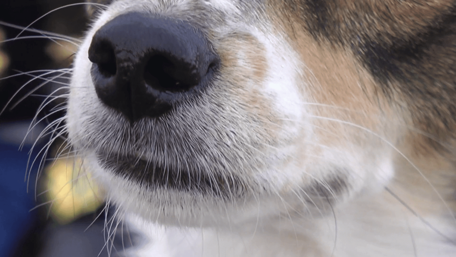 1920x1080 Cute dog moving nose and smelling Stock Video Footage - Storyblocks