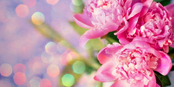 2450x1633 Pink Peony Wallpapers
