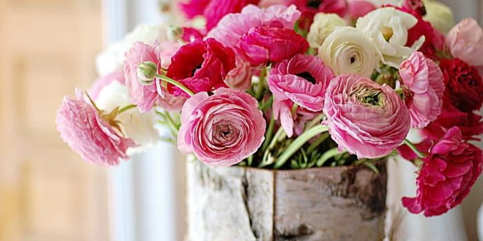 1366x768 Peony Desktop Wallpaper 16851 - Baltana