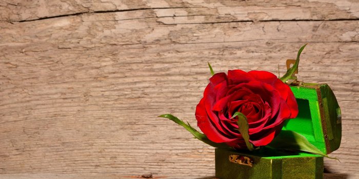 3840x2560 rose #red #flower #blossom #bloom #treasure chest 4k wallpaper and