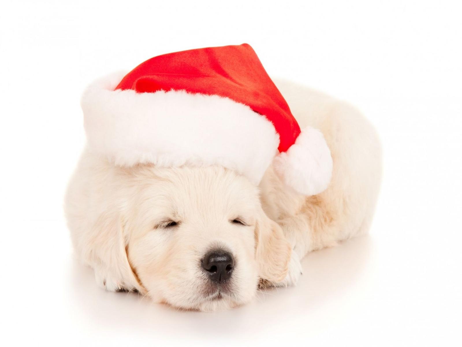 2048x1536 Sleeping Christmas Puppy HD Wallpaper | Background Image | 2048x1536
