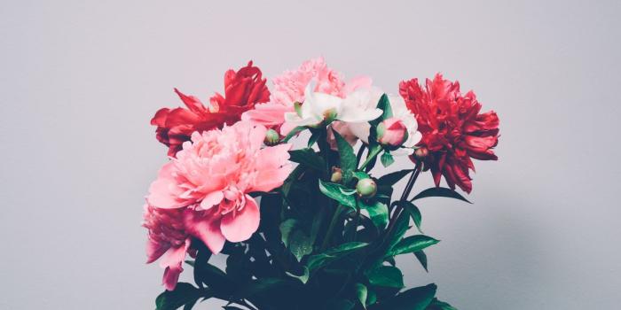 1128x750 Pink,Plant,Flower Background - Free to modify, share, and use