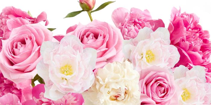 4270x2840 Peony Desktop Wallpapers - Top Free Peony Desktop Backgrounds