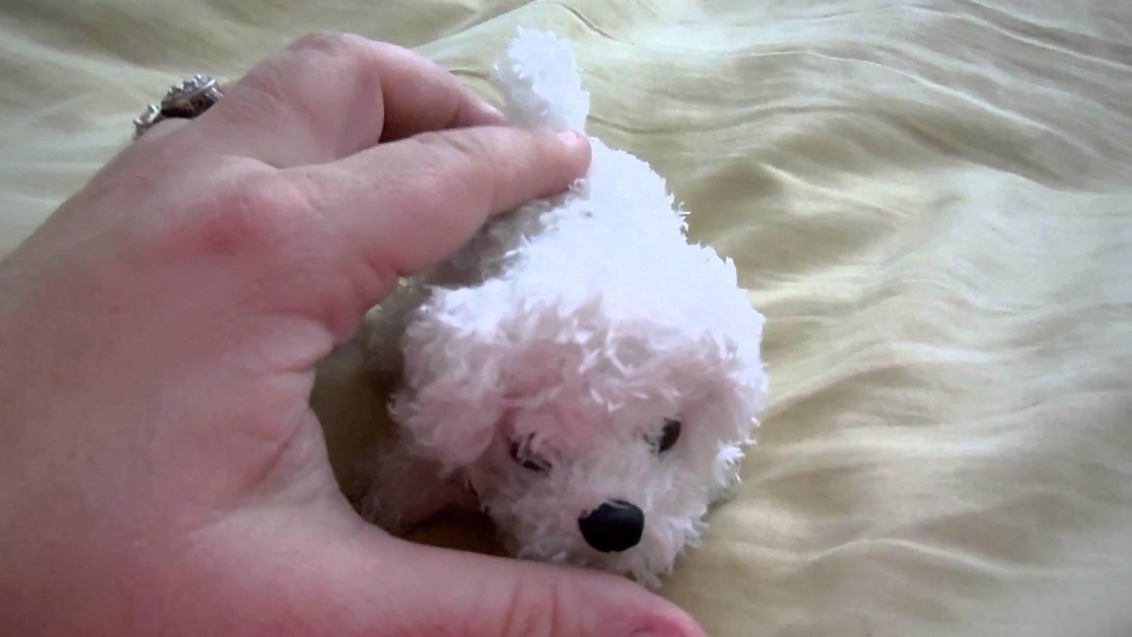 1920x1080 Westie Dog Wallpaper (62+ images)