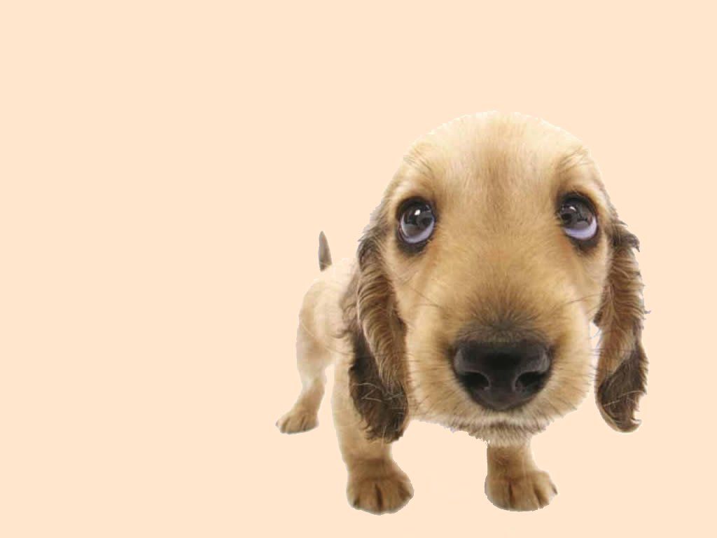 1024x768 Puppy Linux 4.3.1 Wallpapers by xulfikar