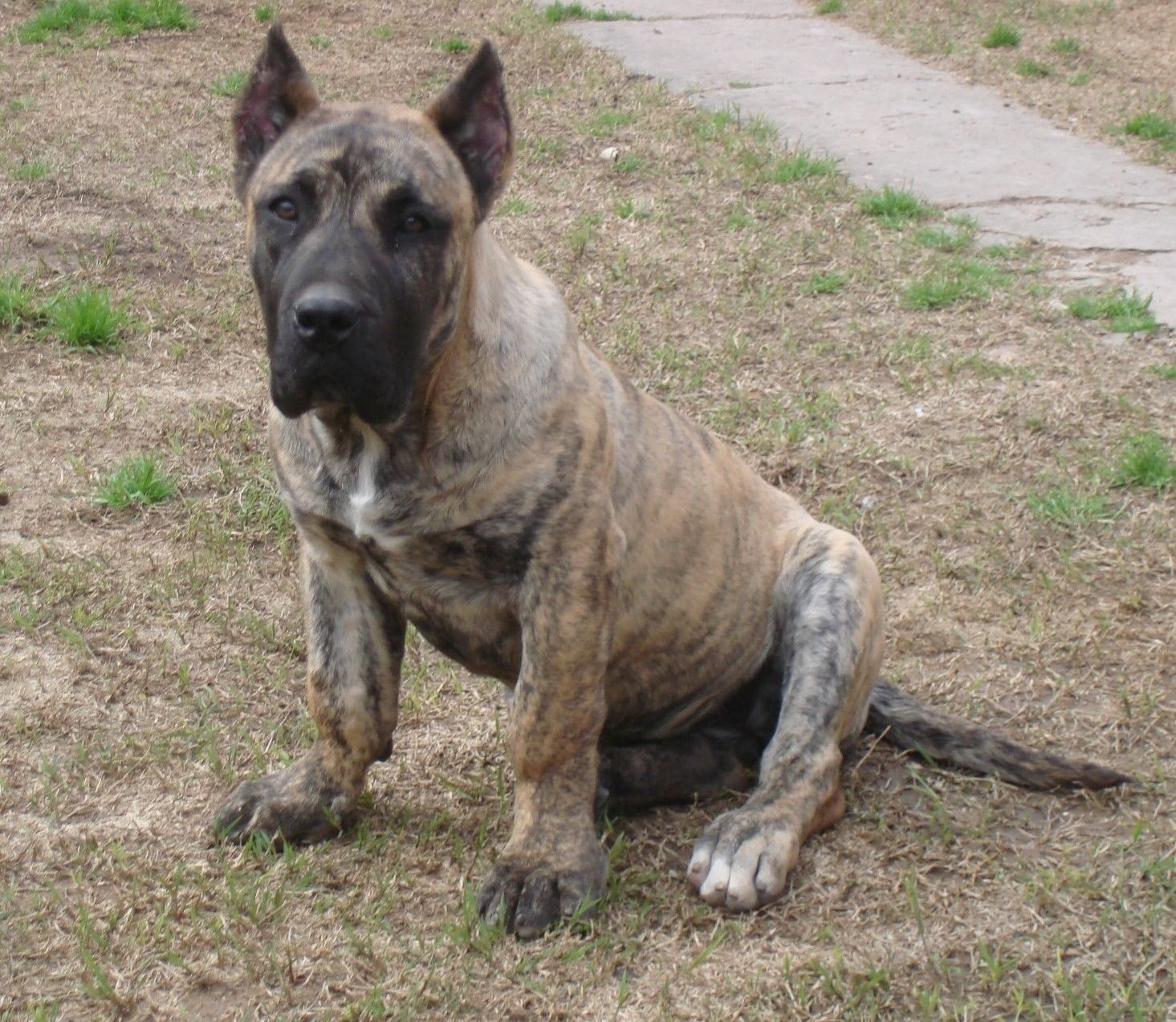 1465x1273 Cute Presa Canario Dog Top Image Hd Wallpapers Widescreen