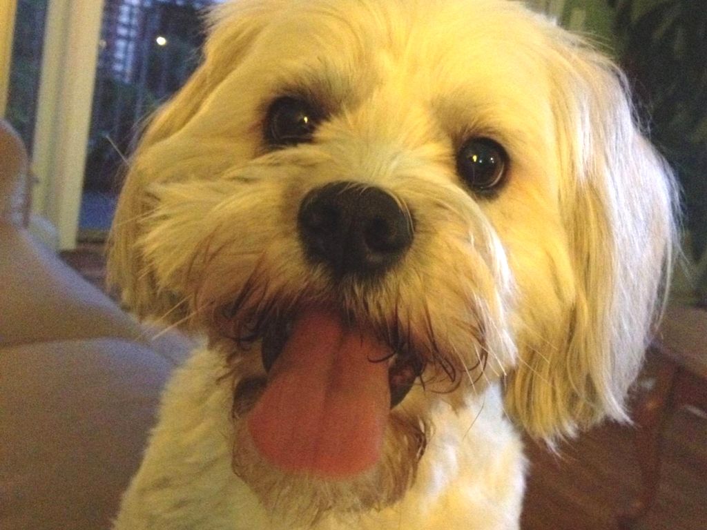 1024x768 Pet Move of the Month: Moving Tipper to Malaysia | PetRelocation