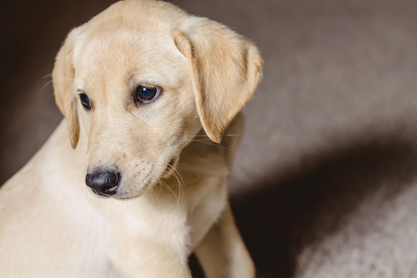 4272x2848 Female Yellow Labrado HD Wallpaper, Background Images