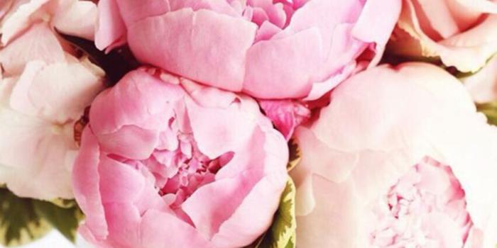 706x1334 Peonies Desktop Wallpaper , (47+) Pictures