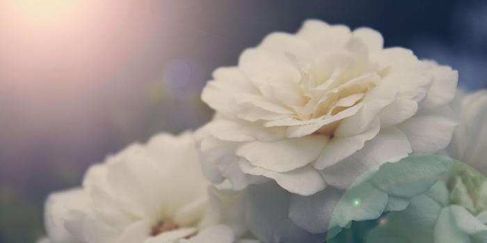 1920x1200 peony desktop background | ololoshenka | Beautiful flowers