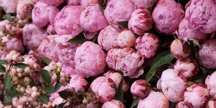 1440x900 Peony HQ Desktop Wallpaper 16857 - Baltana