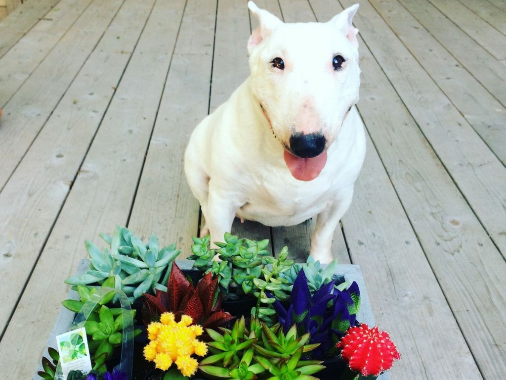 1024x768 Moving A Dog to Hong Kong: Nancy's Travel Story | PetRelocation