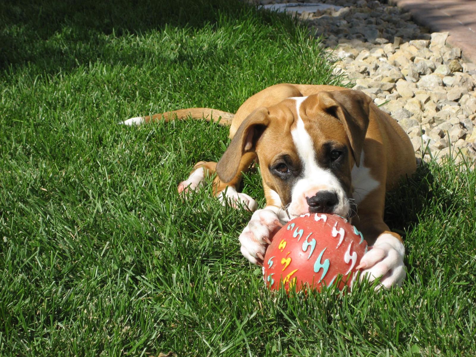 2816x2112 Boxer and his toy photo and wallpaper. Beautiful Boxer and his toy