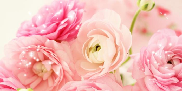 1920x1080 HD Peony Backgrounds