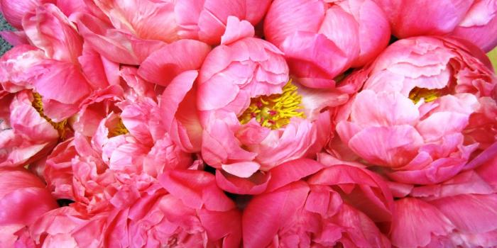1600x1200 5523091 1600x1200 peony desktop wallpaper | peony | Tokkoro.com