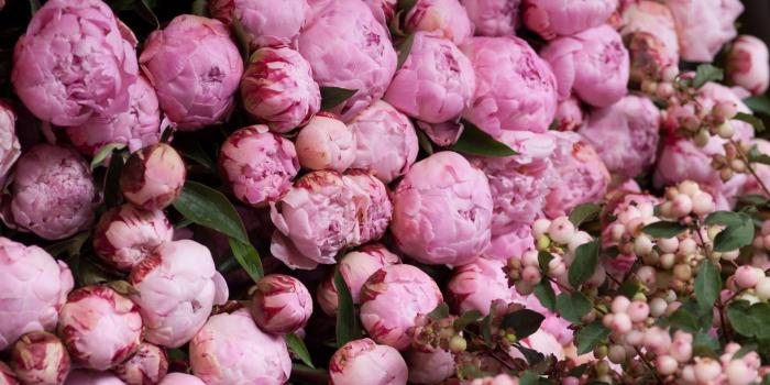 1920x1080 Peony Wallpapers Free Download - Pexels Wallpaper