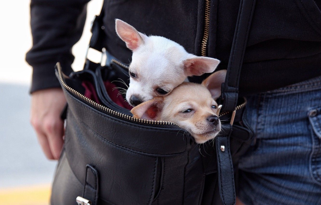 1332x850 Wallpaper dogs, bag, a couple, Chihuahua, moving, faces images for