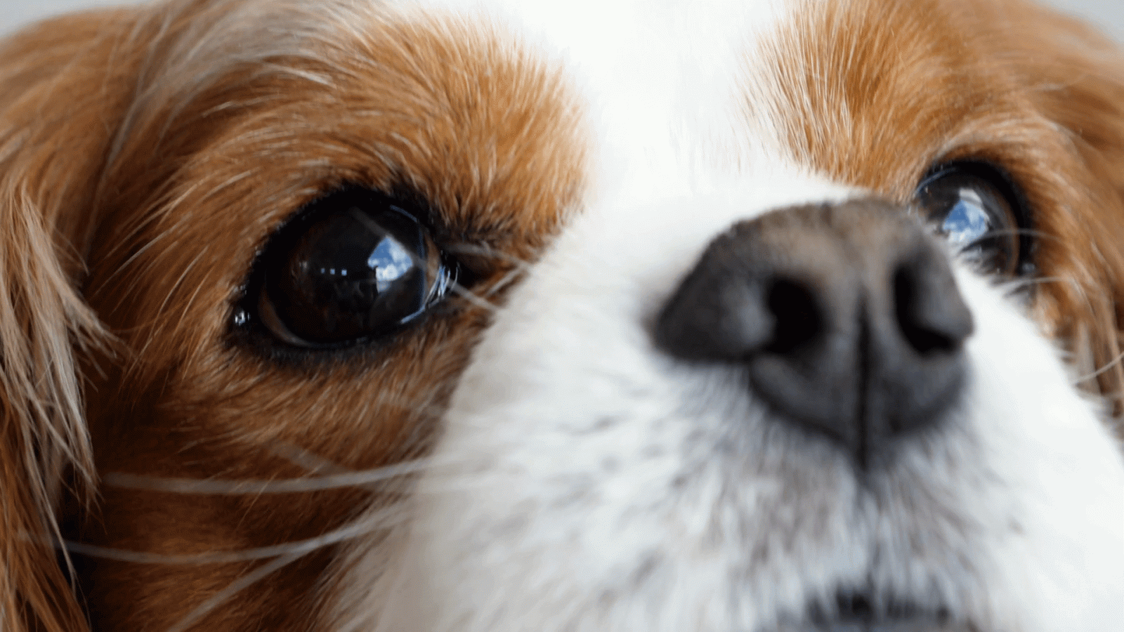 1920x1080 Close up of King Charles Cavalier Dog's Eyes Moving Back and Forth
