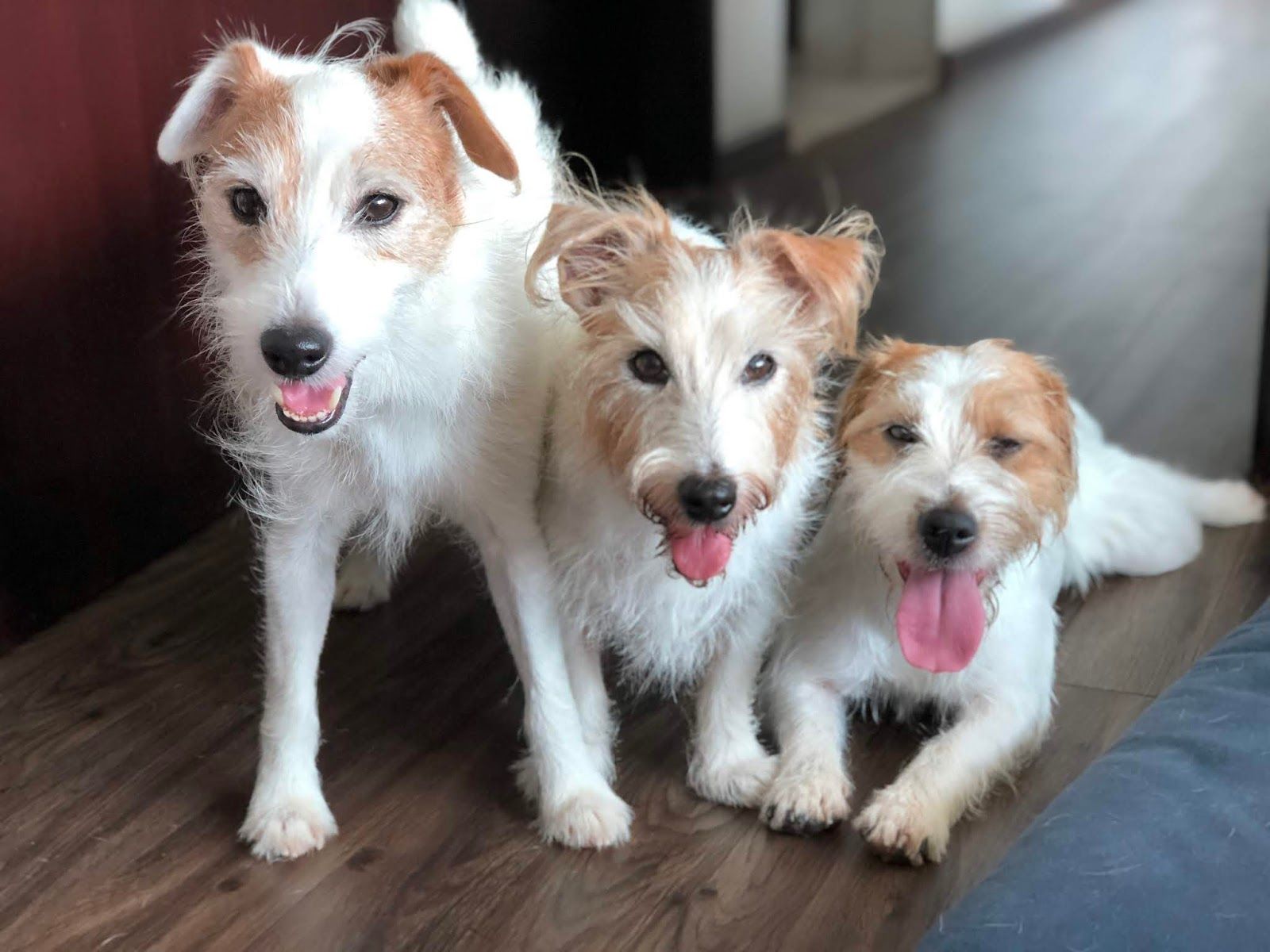 1600x1200 Moving on... - Sam, Pecan, Pippin, Shelly and Sherman - Dog blog