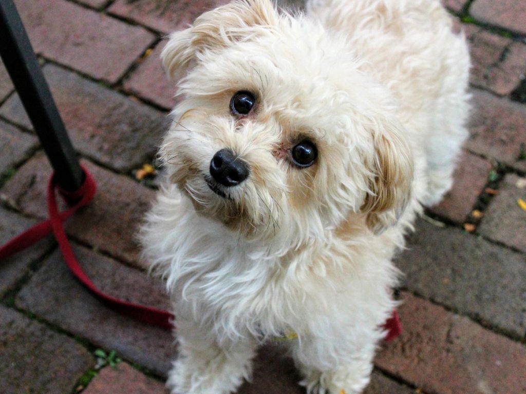 1024x768 UK Pet Travel: Napoleon Moves to London! | PetRelocation