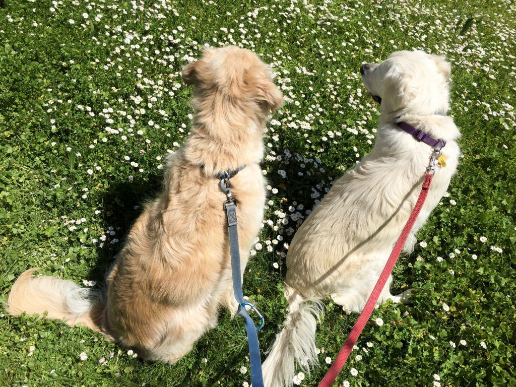 1024x768 Top Tips for Moving Pets Abroad - A Tale of Two Retrievers