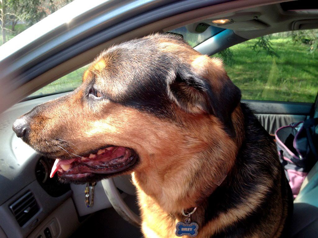 1024x768 Helpful Moving Advice For Dog Owners | Angie's List