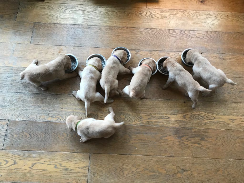 1024x768 Moving on to solid food - Labrador puppies ready early april