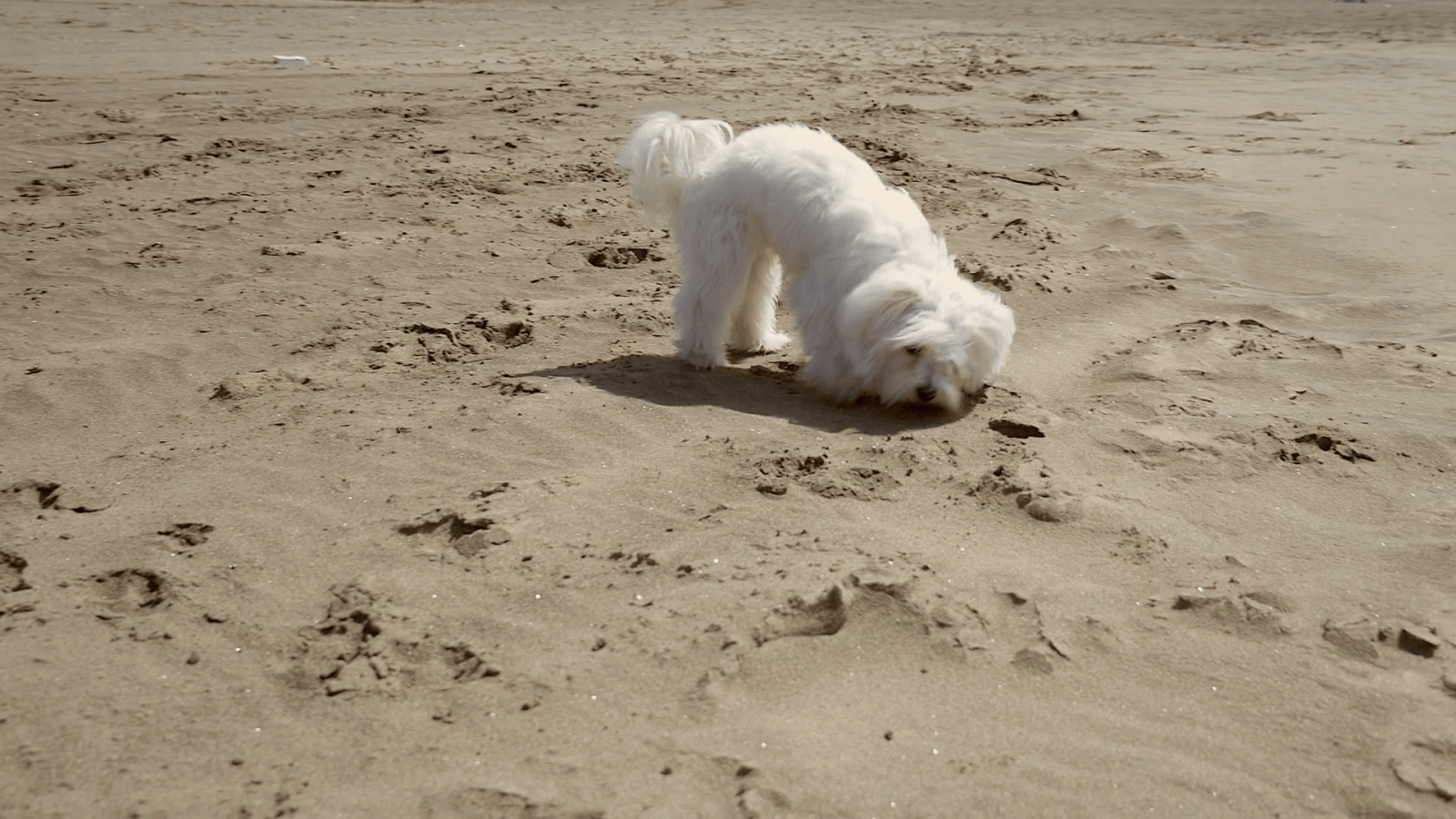 1920x1080 Camera Moving Around Puppy Maltese Dog On Beach Stock Video Footage