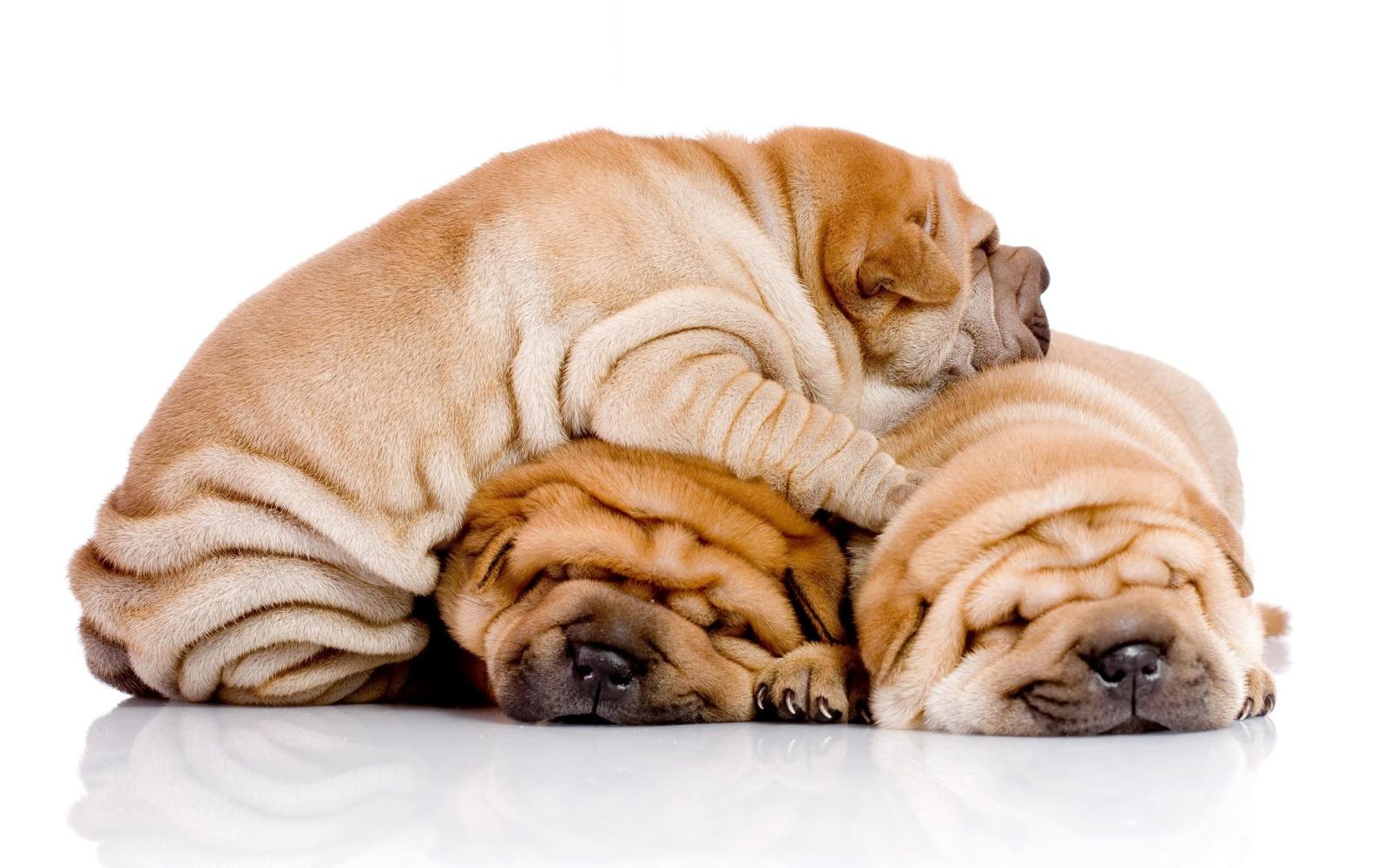 2560x1600 Shar Pei HD Wallpaper | Background Image | 2560x1600 | ID:216632