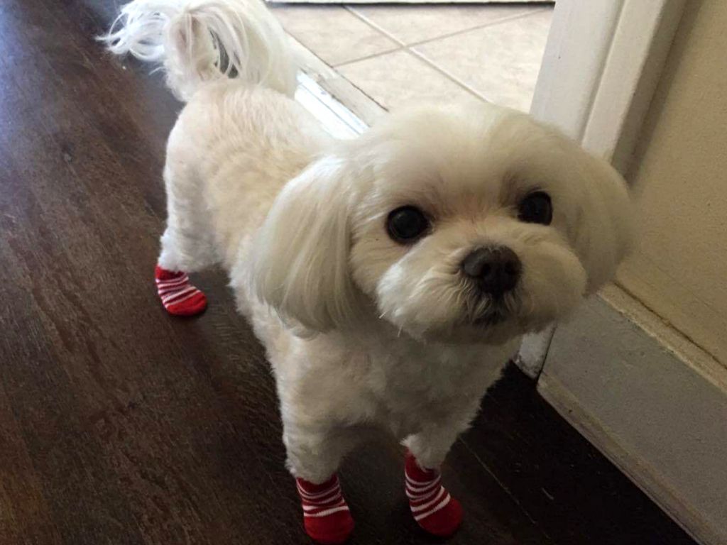 1024x768 Moving a Pet to Bahrain: Jasper's Story | PetRelocation