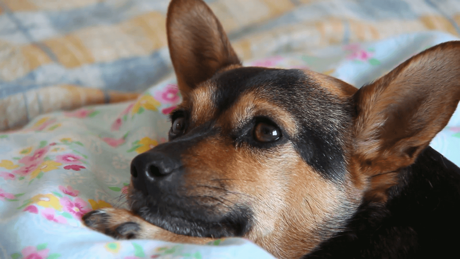 1920x1080 puppy dog portrait: dog moving his ears while lying on the bed of