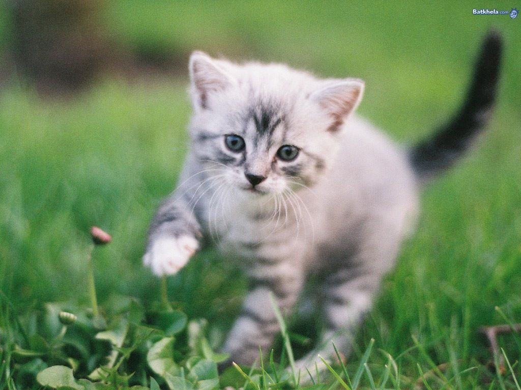 1024x768 Sarah Kent on Aww | Cat wallpaper, Cats, Fancy cats