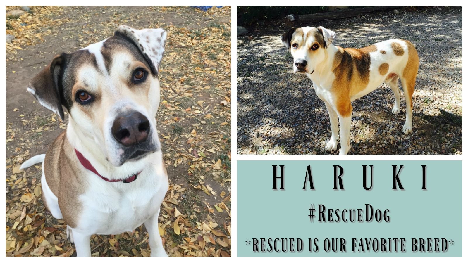 1600x900 Dog Rescue Stories: Haruki Was Thrown From A Moving Car - Positively