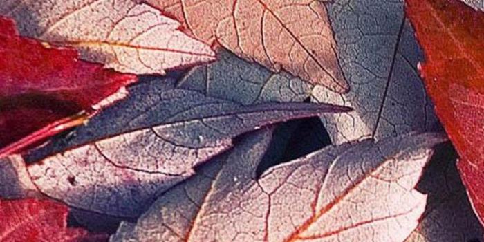 750x1334 October iPhone Wallpaper | Dress Decoded